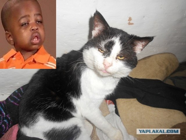 Стоп Хам 70 Чёткие у Европейского