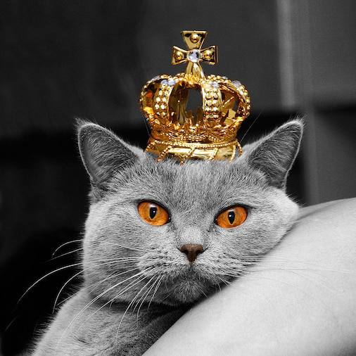 Сегодня отмечается День уважения кошек