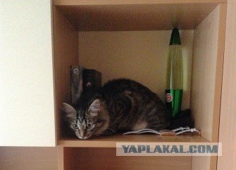 Котовторник 01.04.2014