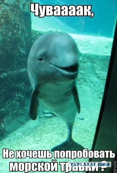 У дельфинов есть свой Сусанин