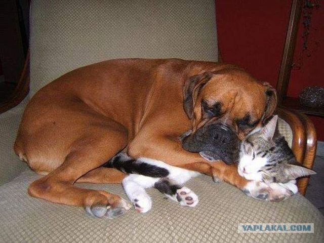 Коты после котовторника