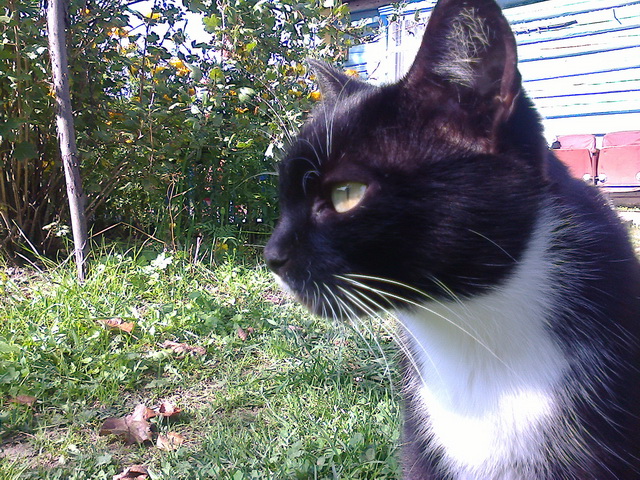 Котовторник 07 04 2015
