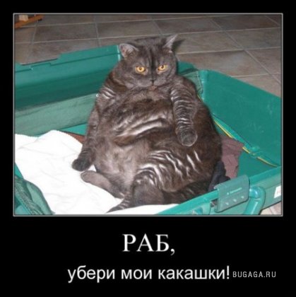 Подборка забавных картинок