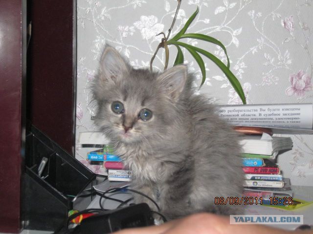Про кота