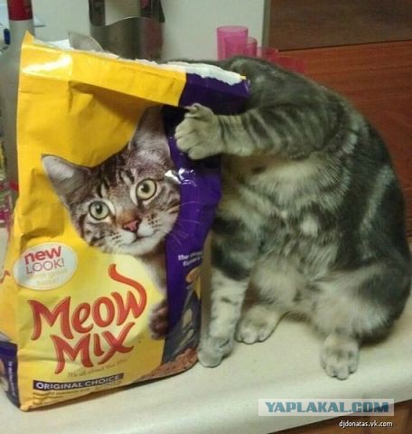 Ну, очень нервная кошка.