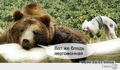 Бойцовый пес против овчарки 18+