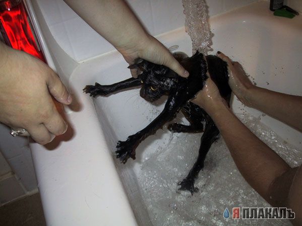 Народный котомет на фторинег