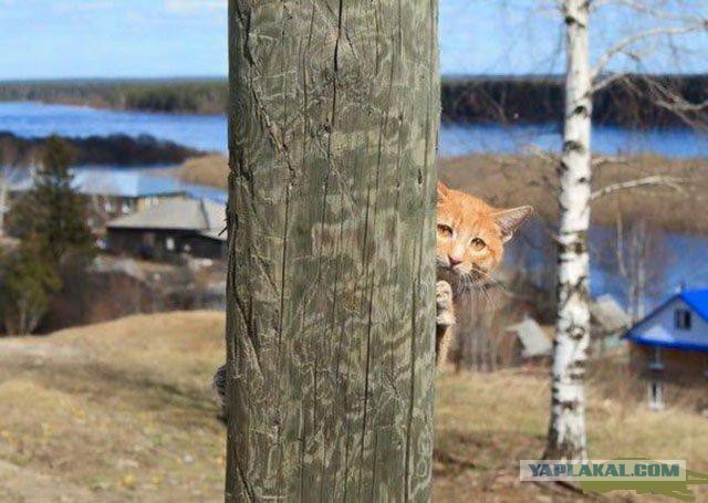 В Перми арестовали кота