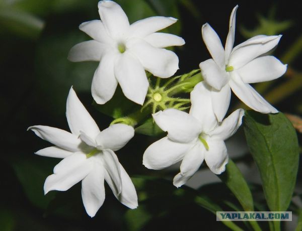 Самые красивые цветы эфирных растений