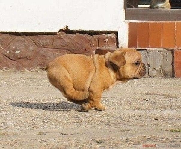 Мохнатые беспредельщики