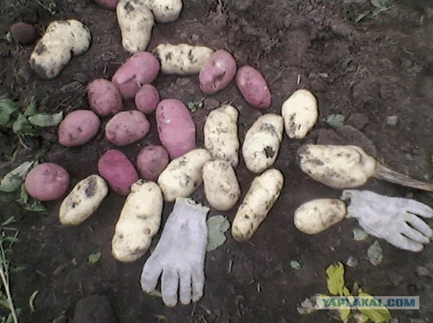 Беларусы капаюць бульбу