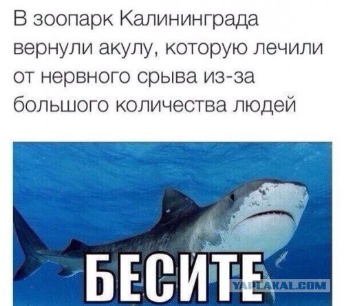 Центнер Идиотизма