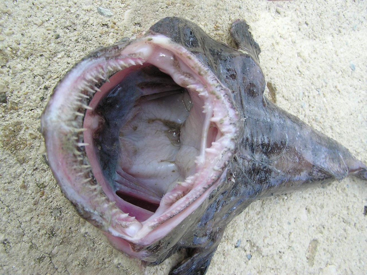 Черт из черного моря