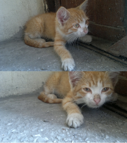 Котовторник 13.03.2018