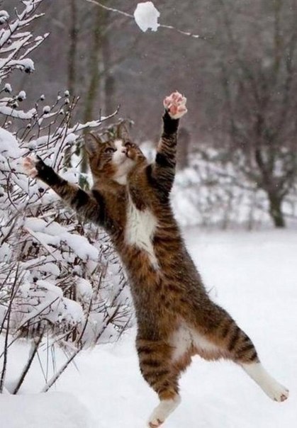 Кот без прикрас