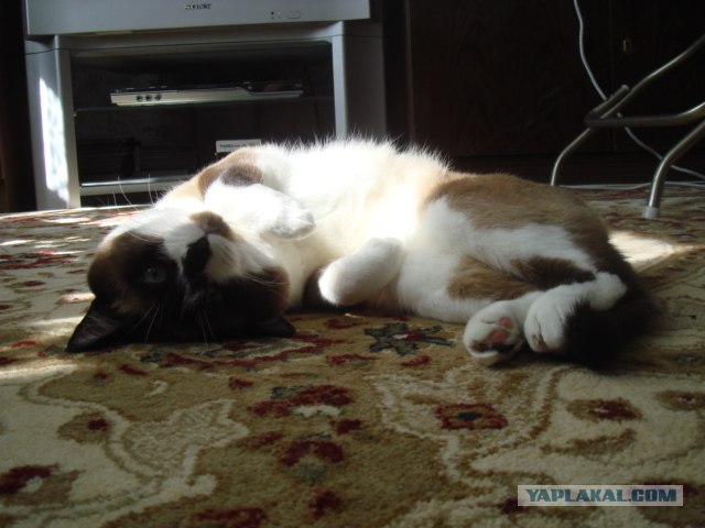 Котовторник на ЯПлакалъ (10.06.08), прикольные коты, добавляем свои!