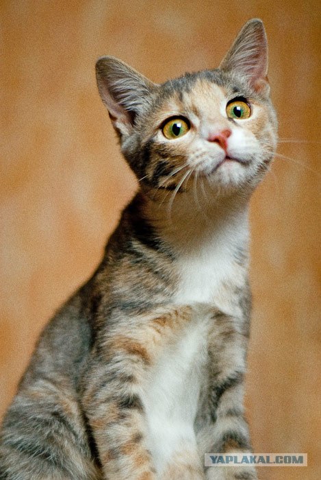 Котовторник ужасов (36 фот)