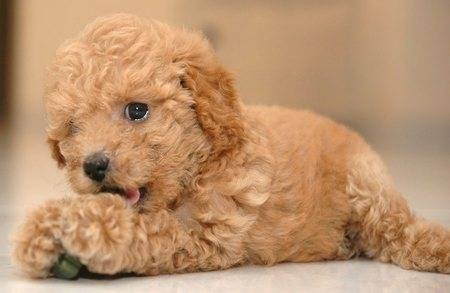 Милые животные. Мимиметр сломался