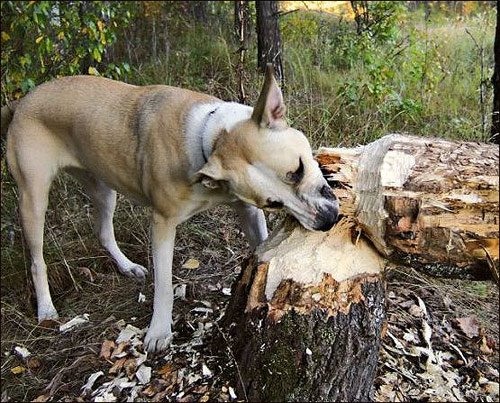 Свободу!
