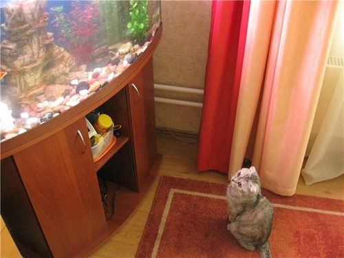 Котовторник (10.01.2012)