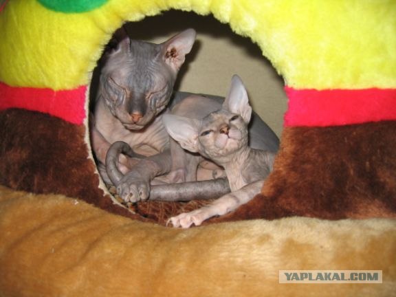 Котовторник 22.05.2012
