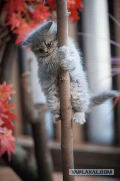 Котовторник  16.10.12