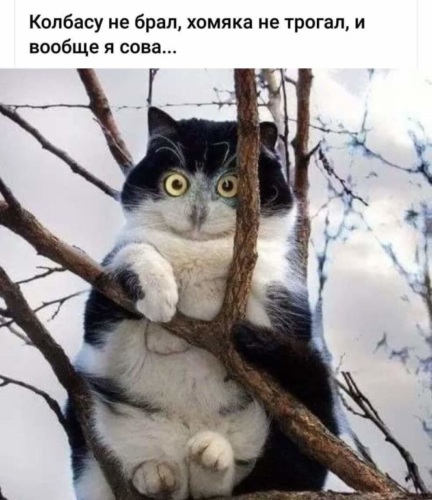 Кретинки