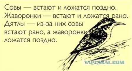 Хронотипическая дискриминация