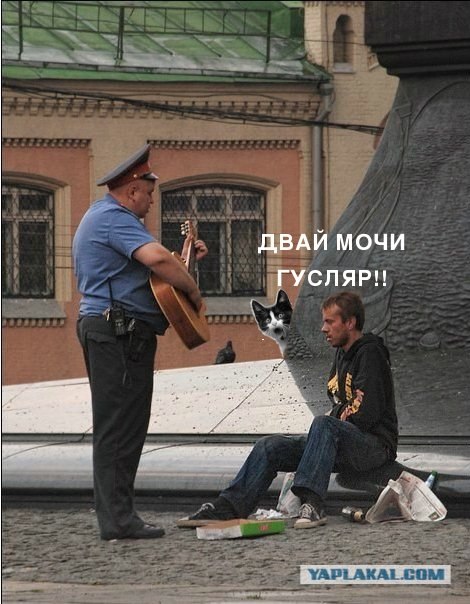 Фотожаба: Кот