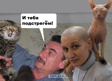 Злой кот