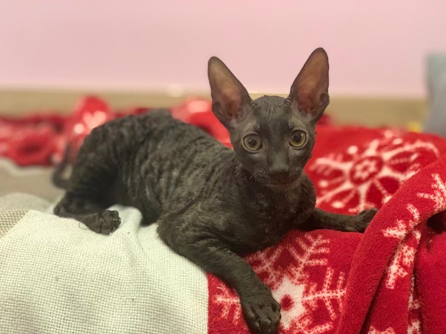 Котовторник 17.11.20