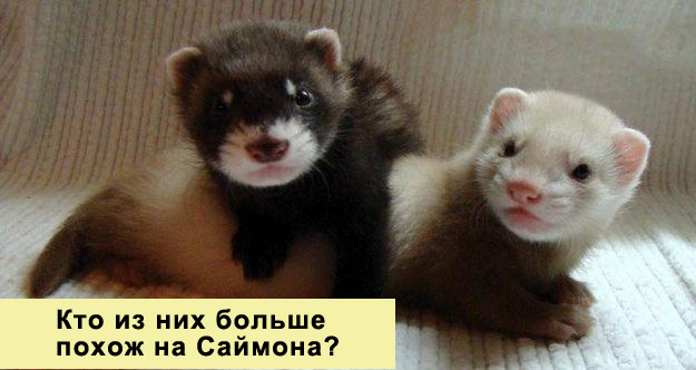 Видео про хорька