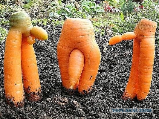 Природа чудит
