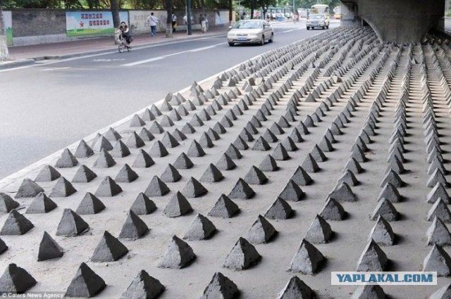 Котик спасся