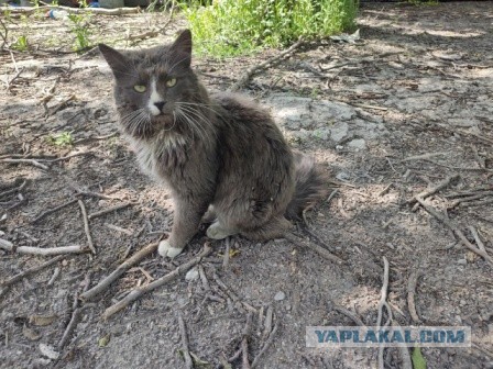 Мариупольские котики экстренно ищут дом