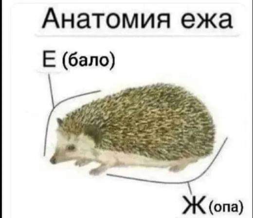 Картинки от Scodero