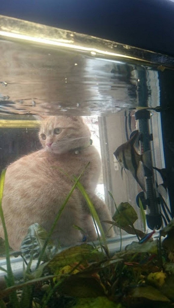 Котовторник, от мала до велика