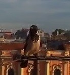 Зеленский почтой вернул Польше орден Белого орла