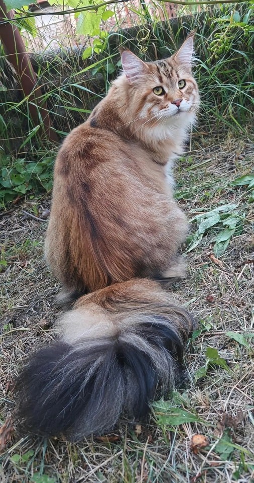 Котовторник#