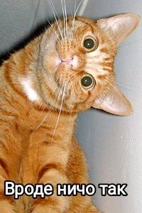 Знакомая кошка.