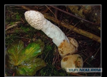 За грибами