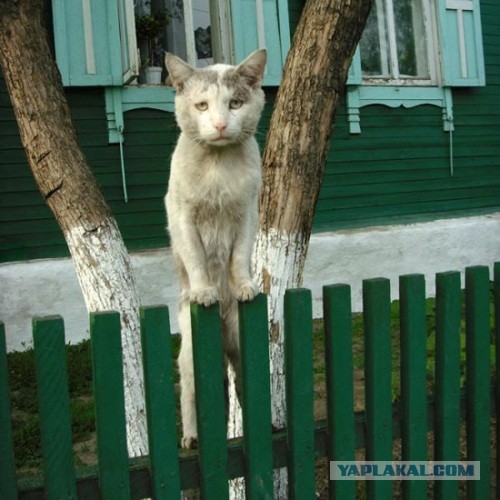Невыразительные коты