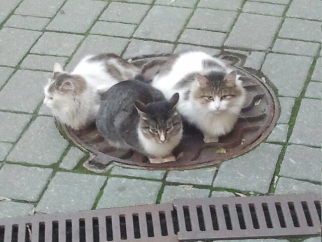 Котовторник 22.10.2013