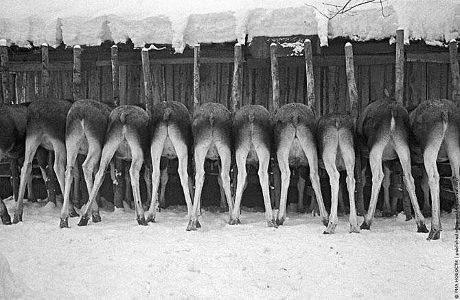 Молодые нудистки Пост действительно редких фотографий - ЯПлакалъ