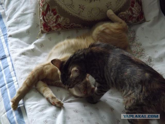 Котовторник   31.12.  2013