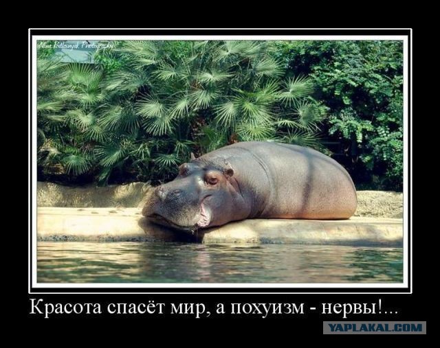 Подборка весёлых картинок