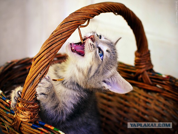 Забавные животные