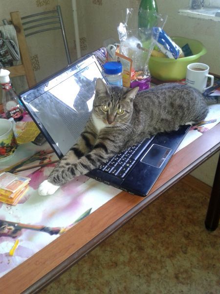 Котовторник