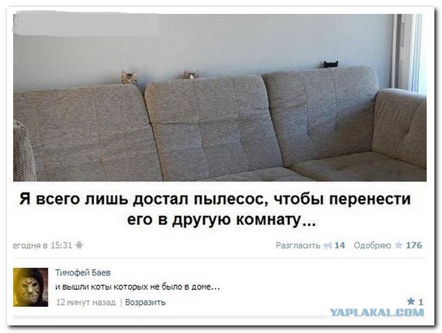 Котовоскресенье