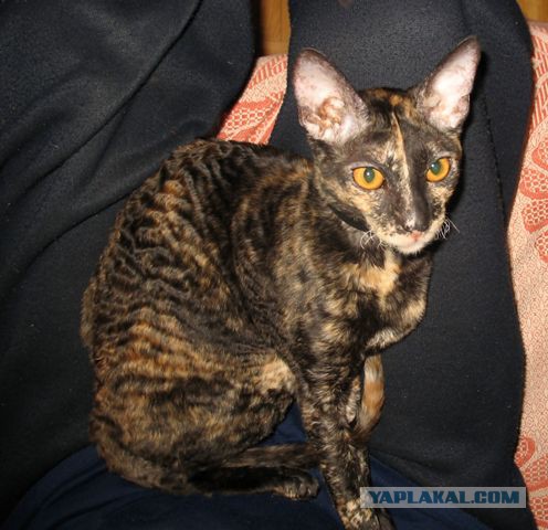 Если есть кошачье ню, то оно выглядит вот так...